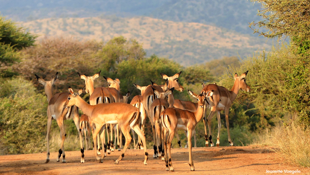 Photo by Lion World Traveler Jeanette Voegele